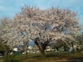 湯河原の公園　桜満開