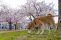 公園の夕暮れ桜_160402