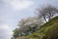 2025年4月8日のお花見