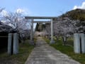 [1]男金神社　桜