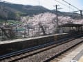 2014　春　鉄道と桜