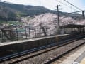 2014　春　鉄道と桜