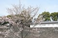 皇居乾通りの素晴らしい桜