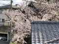 [16]ベランダからの桜.jpg