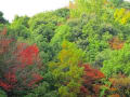 今日もＨＯＴ会天気！！　　神話は続きます。　　落ち葉にも秋の風情が・・・