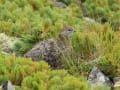 [24]布引山の雷鳥達５.JPG