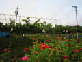 家庭菜園の野菜達