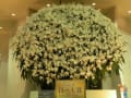 世界らん展・日本大賞　2011