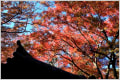 鎌倉・瑞泉寺の紅葉