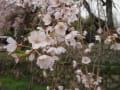 圓立寺のしだれ桜