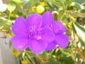 [39]美しい紫の花