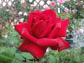 My　Roses Ⅱ