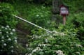 梅雨（あめ）の岩殿観音・額紫陽花