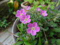 薔薇、スイトピー、紫陽花、等々眺めて～。発見～カマキリの卵・・・