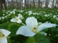 緑が丘公園、大山緑地の花々