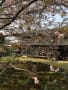 コノハナザクラと山野草