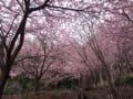 河津桜