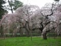 京の桜だより　２　京都御苑の枝垂桜・桃・梅の饗宴