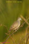 [36]Zebra Dove27Jan2013-01a-s.jpg