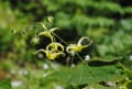 [2]早春の山岳の花々