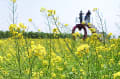 古民家を見学したあと菜の花畑見学