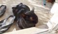 野良猫　87　オールブラック