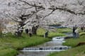 猪苗代観音寺川桜