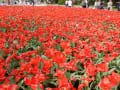 京都府立植物園の花　チューリップほか