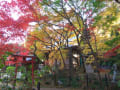 ２００９紅葉めぐりの旅