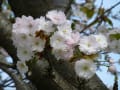 [41]水族館西側の奈良の八重桜