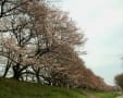 背割りの桜