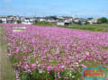 コスモスの花を家から眺めながら