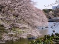 千鳥ヶ淵の桜　２０１３