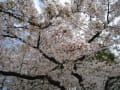 2012年の花見（4月8日千鳥ヶ淵&靖国神社）