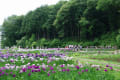 花菖蒲（はなしょうぶ） ・・・吹上しょうぶ公園