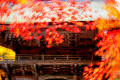 2011 日本の秋、紅葉の秋(最終回)、大谷田(おやだ)神社の紅葉の秋。