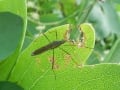 [44]クモヘリカメムシ上から