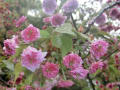 2015年4月14日造幣局通り抜けの写真で作成　雨に濡れ重く垂れさがる桜も見ごたえがありました。