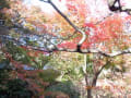 京都　紅葉