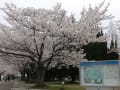 各務原市民公園の桜(2013_0402)