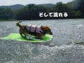 ミックス犬むぎの川遊び