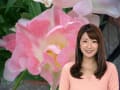 花のアナ　春の美郷