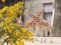 動物園でお花見