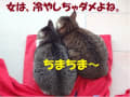 [422]あーもんさん201212204.jpg