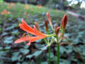 秋の花、ヒガンバナ科のキツネノカミソリが咲いてます