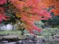 小石川後楽園紅葉