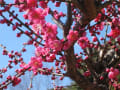 鈴鹿市国分の天神さんの梅園