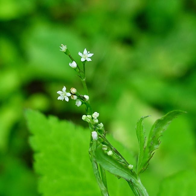 今日の一枚 三つ葉の花 人外花境 今日の一枚 三つ葉の花 人外花境
