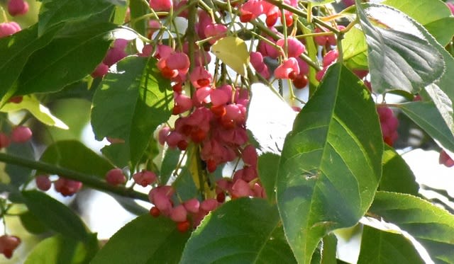 公園の木の実 ここあコテージ 公園の木の実 ここあコテージ