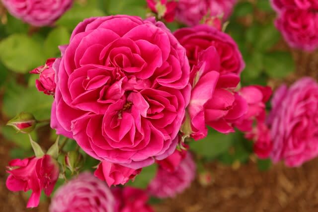 紫を帯びたピンクのバラ「スピネル」（春薔薇シリーズ 21-366） - 野の花 庭の花